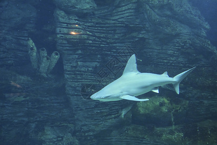 大鲨鱼在大海中 巨大的牙齿哺乳动物潜水员风险动物群海洋捕食者野生动物生活危险蓝色背景图片