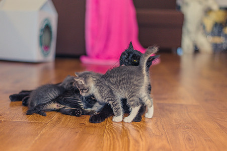 黑猫和小猫 在房间里的木地板上母亲宠物房子家庭新生动物兄弟毛皮拥抱婴儿姐姐高清图片素材