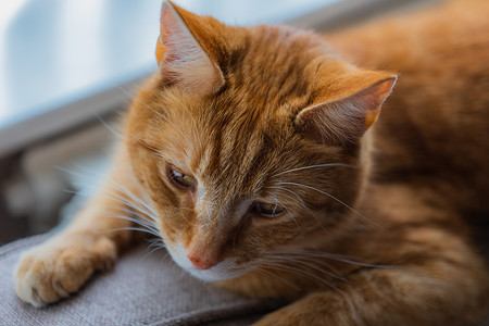 会说话汤姆猫年轻的金洁泰比猫成人猫眼窗户眼睛宠物猫咪房子小猫老虎动物背景