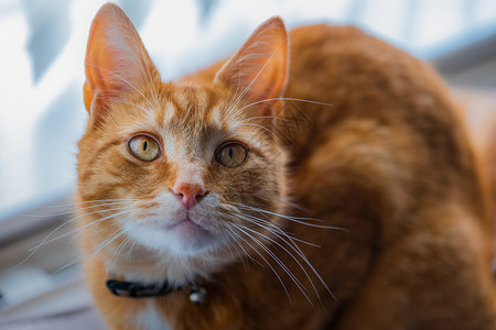 会说话汤姆猫年轻的金洁泰比猫猫咪黄色眼睛大花猫成人毛皮橙子窗户宠物虎斑背景