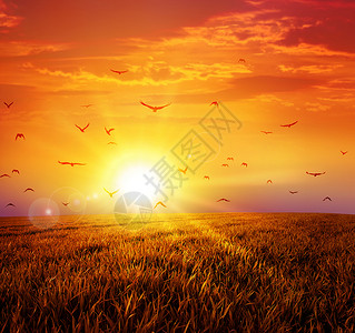 野草和鸟野草原上的温暖日落荒野国家地平线航班农村太阳自由季节阳光场地背景
