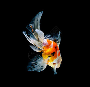 在深黑黑色背景下被孤立的金鱼红色金色红水宠物大自然橙子动物背景图片