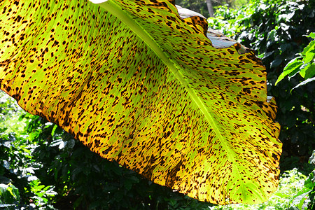 香蕉叶上的植物疾病感伤菌类环境植物学代谢补丁腐烂症状艺术线条背景