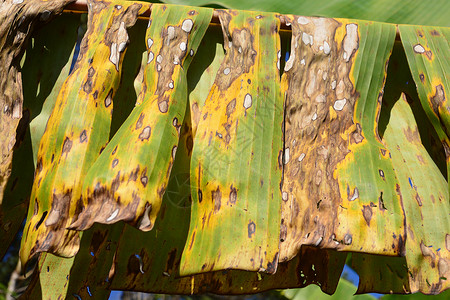香蕉叶上的植物疾病感伤线条腐烂环境艺术叶子植物学菌类墙纸病理学家背景