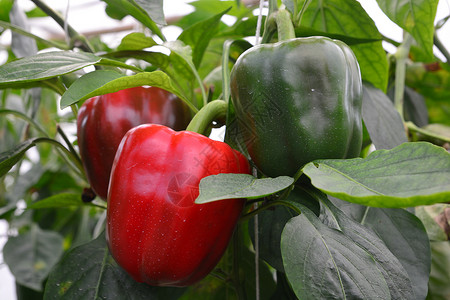 贝儿公主甜椒灯笼椒种植园农场栽培水果季节场地食物地面年度花园背景