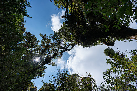 热带热带雨林 绿丛林景观环境远足季节叶子荒野植物冥想公园旅行森林背景图片