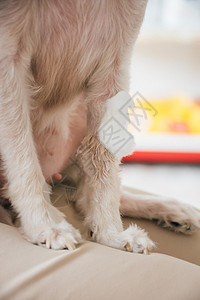兽医诊所的狗腿折断和绷带医生考试纱布伤害爪子卫生宠物毛皮小狗保健关心高清图片素材