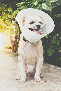 兽医诊所的狗腹部手术绷带毛皮外科猎犬卫生宠物动物考试药品伤口伤害肖像高清图片素材