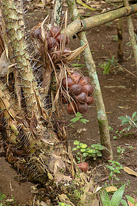 棕榈树上的一串热带 Salak 水果 有锋利的长刺和几米长的叶子 果实成簇生长在手掌根部 蛇果因红褐色鳞状皮肤棕榈种子食物异国情背景图片