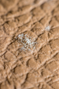 在皮革皮肤上生长的科学生物宏观模具霉菌感染琼脂微生物真菌细菌烂高清图片素材