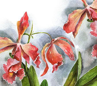 水彩兰花花叶子红色粉色手绘草图问候语花园植物热带植物学背景