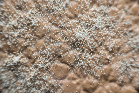 在皮革皮肤上生长的生物技术物质宏观感染真菌实验室琼脂文化霉菌质地高清图片素材