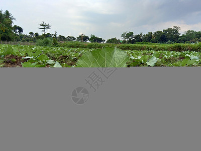 田间的年轻卷心菜 卷心菜是一种多叶的绿色 红色 紫色 或白色 淡绿色 两年生植物 因其密叶头而作为一年生蔬菜作物种植白菜花园烹饪绿色蔬菜卷心菜高清图片素材