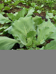 田间的年轻卷心菜 卷心菜是一种多叶的绿色 红色 紫色 或白色 淡绿色 两年生植物 因其密叶头而作为一年生蔬菜作物种植沙拉叶子生长团体高清图片素材