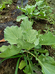 田间的年轻卷心菜 卷心菜是一种多叶的绿色 红色 紫色 或白色 淡绿色 两年生植物 因其密叶头而作为一年生蔬菜作物种植营养团体食物紫色的高清图片素材