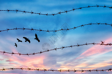 民族区域自治自由鸟在天上飞的轮廓 带着日落背景的刺铁丝网和日落背景背景