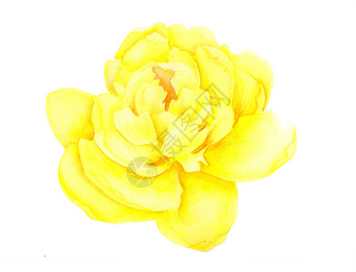 手绘美丽玫瑰在白色背景隔绝的浅黄色牡丹头状花序 水彩植物插图 手绘背景