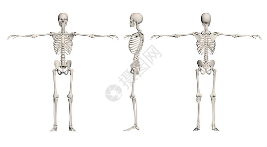 骨骼人体人体骨骼男性科学医学死亡图像形状生物学颅骨保健人骨手雕背景