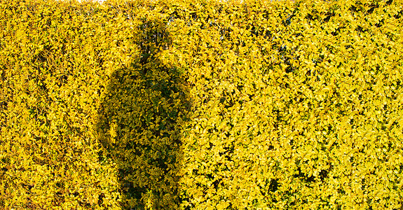 一个女人在黄色花田上的影子 肖像画天气女孩草地阴影阳光牧歌天堂农村数字场地丰富多彩的高清图片素材