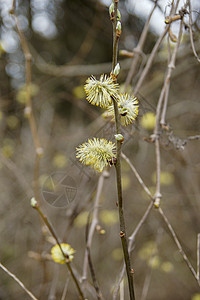 当春天来临的时候 柳木的枝枝蓬勃生长棕色黄色植物灰色公园植物群枝条白色季节背景图片