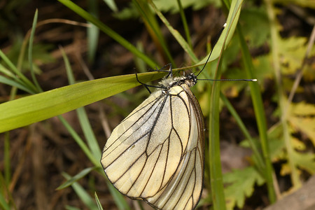 草地上的蝴蝶捕食者甲虫毛虫动物宏观蜻蜓背景图片
