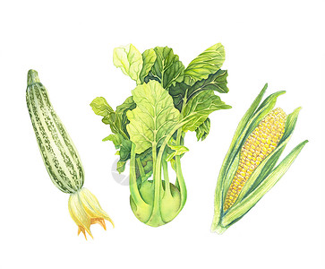 手绘玉米一组在白色背景下分离的新鲜绿色蔬菜 与叶 手绘水彩插图 写实艺术 植物画背景