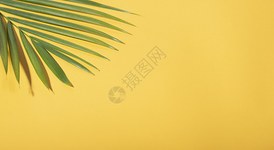 绿色黄色树叶在黄色背景的绿色热带棕榈叶与阳光 最小的夏季创意平躺情调假期丛林棕榈海滩树叶叶子空白艺术植物背景