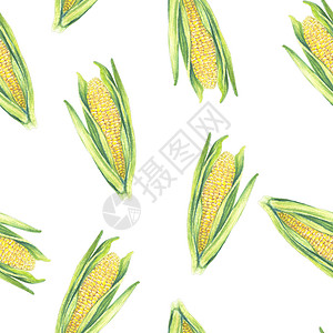 手绘玉米白色背景上有叶子的玉米棒子的无缝图案 生态蔬菜植物 商店设计健康的生活方式包装纺织品 手绘水彩插图 植物写实 ar背景