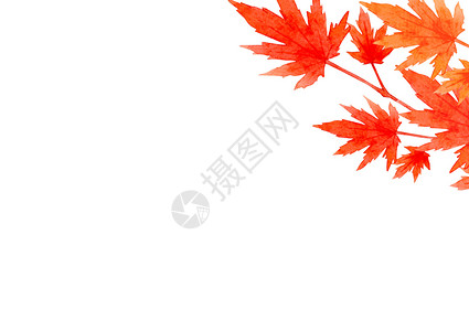 秋天边框秋天红叶边框的概念在白色背景上被孤立 平面 顶部视图 复制空间植物绘画艺术环境季节感恩水彩收成插图祝福背景