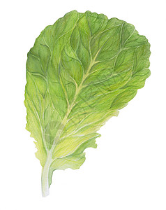 水彩手绘蔬菜新鲜生菜 在白色背景隔绝的一片沙拉叶子 绿色莳萝 水彩插图 逼真的植物艺术 手绘 素食成分 用于标识包装印刷有机食品背景