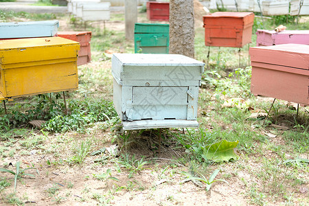 蜂巢蜂窝蜜蜂蜂箱 蜜蜂屋木头花园房子盒子养蜂业生态漏洞动物蜂窝蜂蜜背景