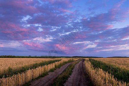 云紫色田野上闪耀着年轻的黄金小麦或满天云彩的黑麦地平线谷物紫色农田草地生长场景植物农场农业背景