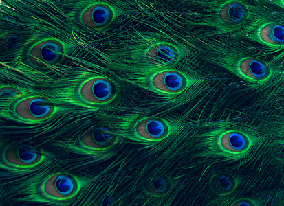 孔雀羽毛绿点模式蓝背景高清图片