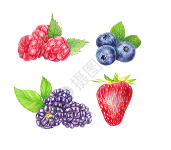 水果蓝莓手绘一组孤立在白色背景上的野生浆果 蓝莓 黑莓 覆盆子和草莓 特写视图 手绘插图 水彩插图 逼真的植物艺术甜点食物水果小吃蓝色绘画宏背景