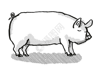 富有猪形象中白猪养殖卡通回溯光绘图背景