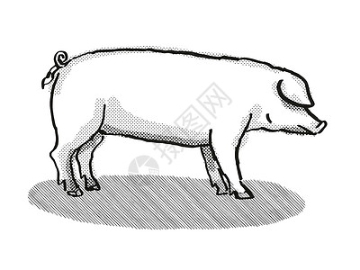 拜年猪形象英国绘图公司背景