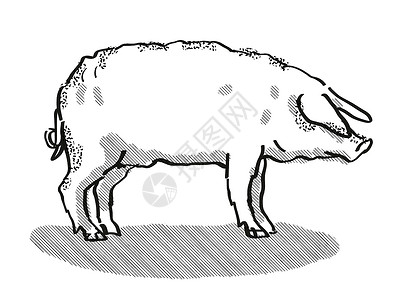 猪形象台历Mangalitza 猪养殖卡通回溯光绘图背景