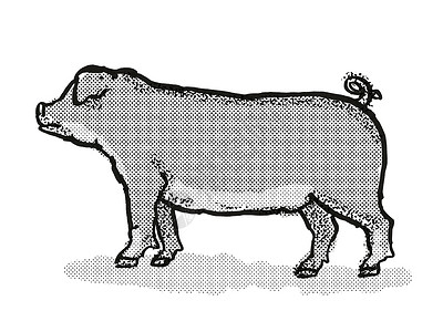 猪形象Duroc Pig 养猪背景