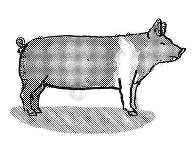 比例图手绘图Hampshire 猪养殖背景