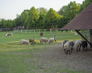 毛茸茸的可爱绵羊从木制农舍 Cote 马厩里走出来 在有水坑草 树木和森林背景的乡村 乡村景色羊肉庇护所跑步母羊团体农业农田折叠背景图片