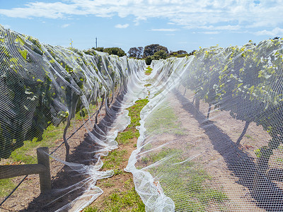 澳大利亚葡萄酒庄葡萄藤自然高清图片