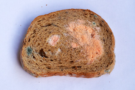 白色背景上的一块发霉的面包腐烂模具真菌菌类小麦面粉宏观食物绿色孢子恶心高清图片素材