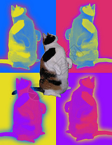 很多颜色的猫肥猫盒子墙纸爪子流行音乐插图织物动物艺术小猫网格背景