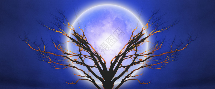 生命树魔法蓝色月光艺术月亮艺术品宇宙精神天空场景神秘高清图片素材