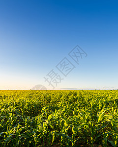 农业田 青青青青玉米 在阳光明媚的黄昏上高清图片