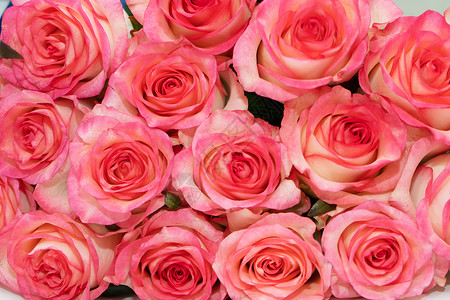 孤立的粉红玫瑰情人节颜色高清图片