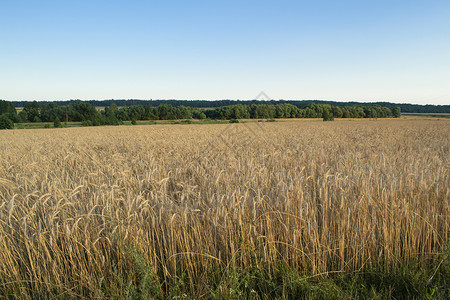 在农田种植的黄谷物可以收割了生长稻草收成地面生态小麦植物群面包牧场种子粮食高清图片素材