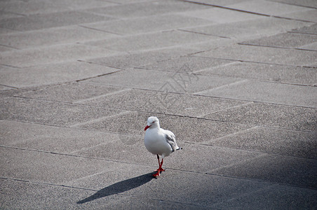 白色海鸥海鸥鸟优雅地行走在水泥路面上自由翅膀蓝色海滩灰色荒野海鸥天空羽毛海鸟背景