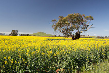 澳大利亚维多利亚州卡诺拉油田地平线土地蓝色植物晴天地面草地农村农场蔬菜花的高清图片素材