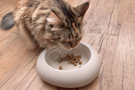 猫只吃碗里的食物晶须毛皮哺乳动物虎斑宠物动物地面猫科营养盘子一顿饭高清图片素材